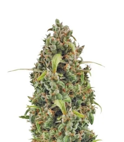 Diesel Automatic fem