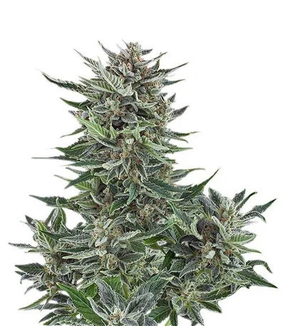 Easy Bud Automatic fem