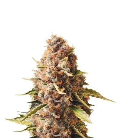 Euphoria fem