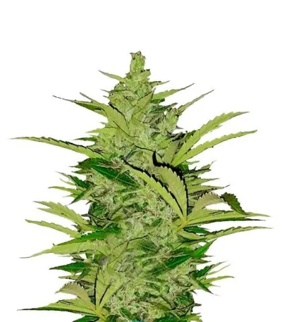 Fast Eddy Automatic CBD fem