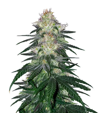 Fat Banana fem