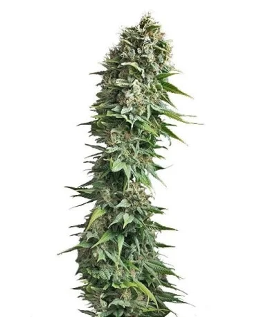Fruit Spirit fem