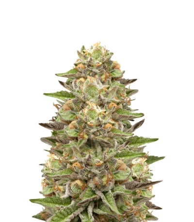 Green Gelato fem