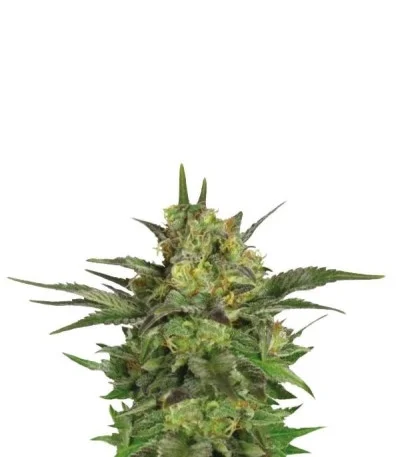 Haze Berry fem