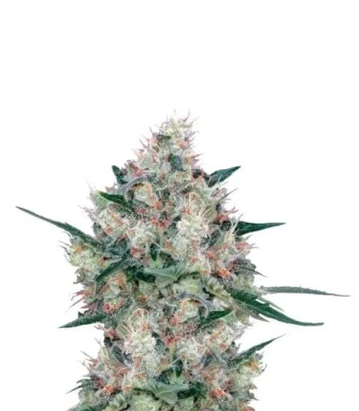Honey Cream (Fast Flowering) fem