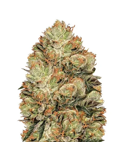 HulkBerry fem