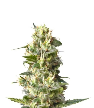 Lemon Shining Silver Haze fem