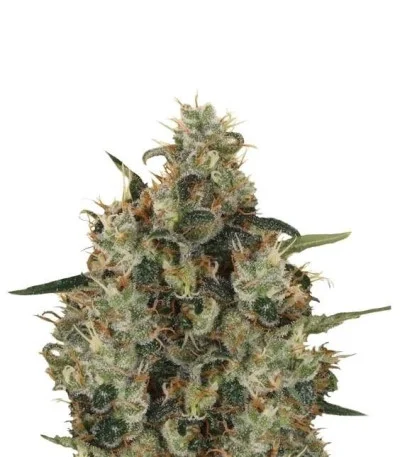 Medical Mass fem