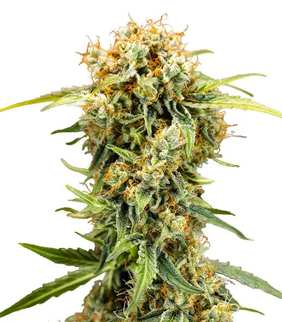 Medusa F1 Auto fem