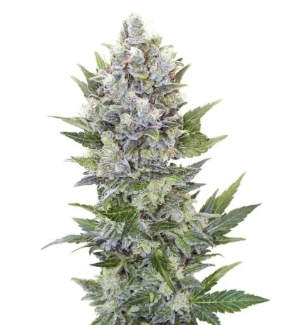 Northern Light Automatic fem