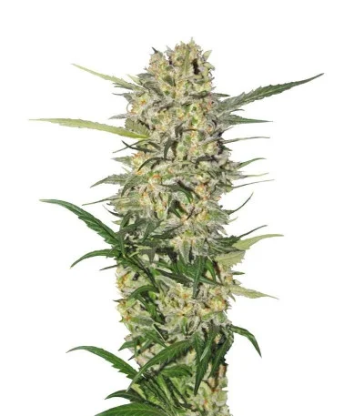 Northern Light fem