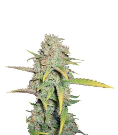 O.G. Kush fem