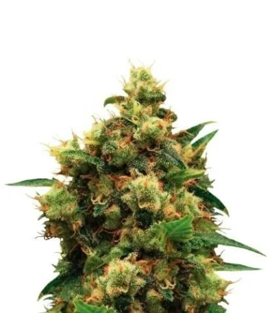 Painkiller XL fem