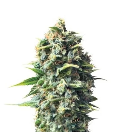 Pineapple Kush fem