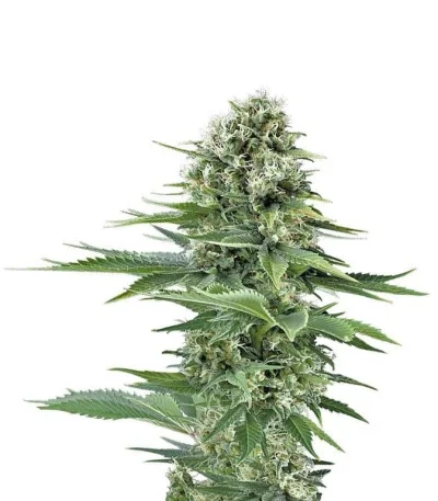Power Flower fem