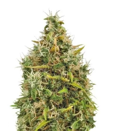Royal AK Automatic fem