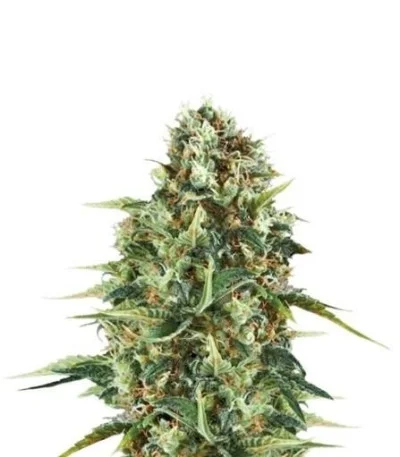 Royal AK fem