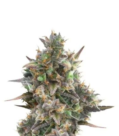 Royal Bluematic Automatic fem