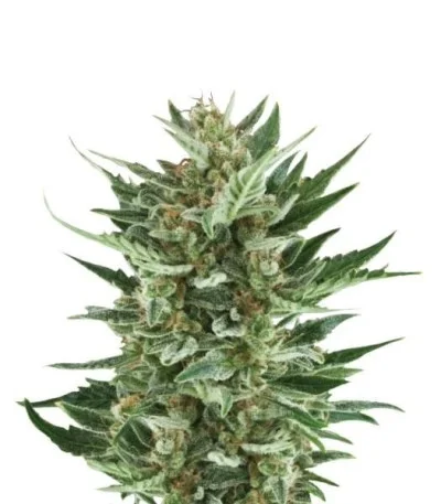 Royal Cheese Automatic fem