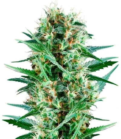Royal Cookies fem