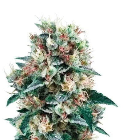 Royal Creamatic auto fem