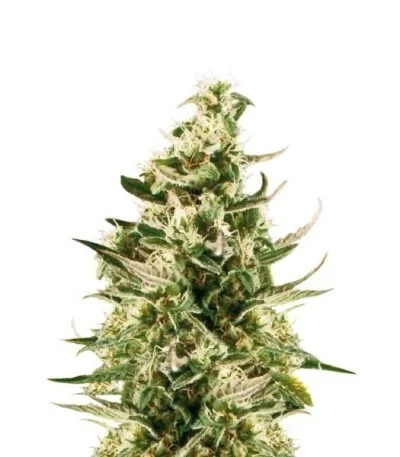 Royal Critical Automatic fem