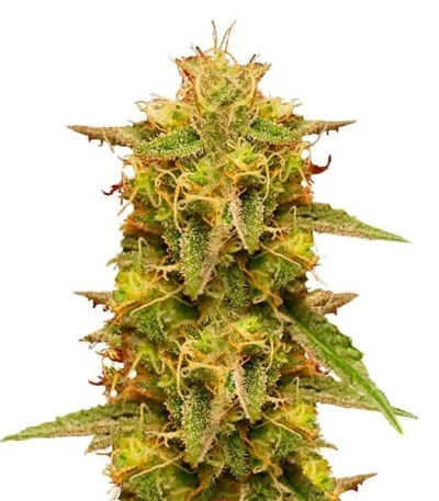 Royal Domina fem