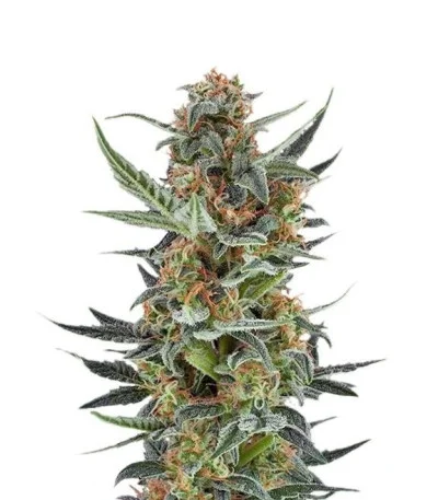 Royal Dwarf Automatic fem