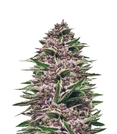 Royal Gorilla Automatic fem