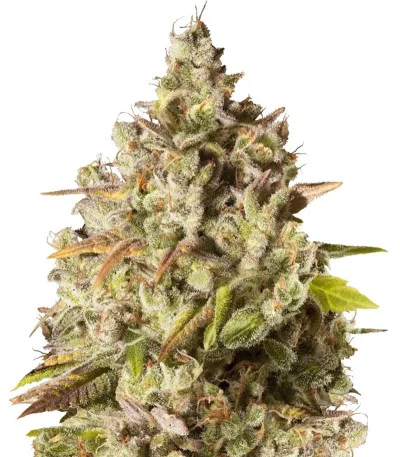 Royal Gorilla fem