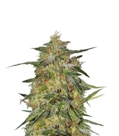 Royal Highness fem