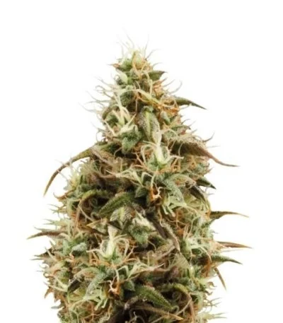 Royal Jack Automatic fem