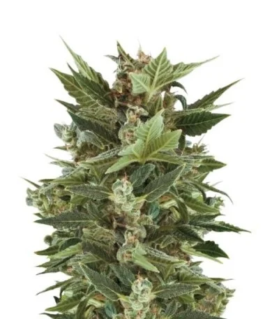 Royal Kush Automatic fem