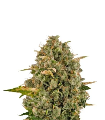 Royal Moby fem