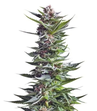 Shining Silver Haze fem
