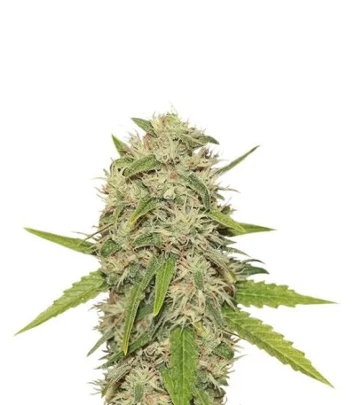 Skunk XL fem