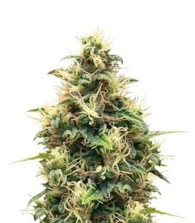 Somango XL fem