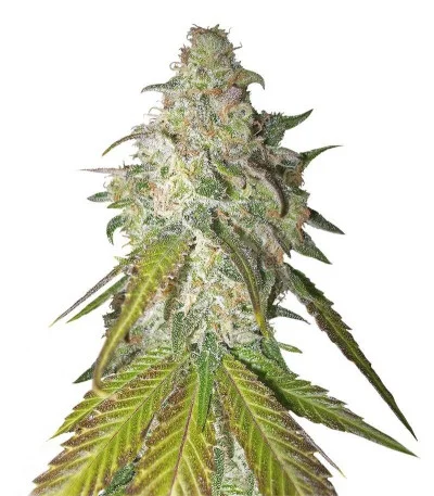 Sour Diesel fem