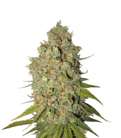 Special Kush 1 fem