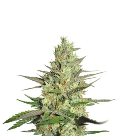 Special Queen 1 fem