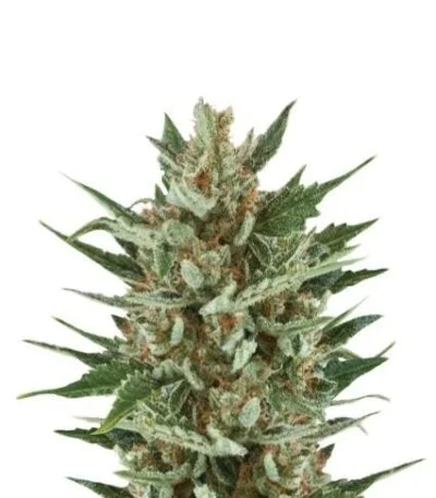 Speedy Chile (Fast Flowering) fem