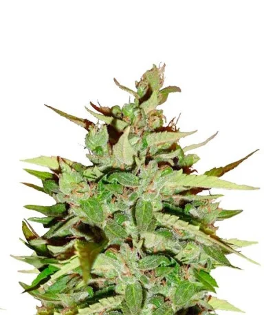 Stress Killer Automatic CBD fem