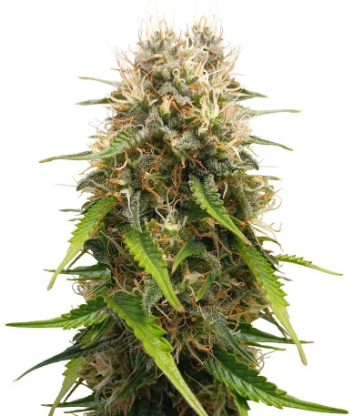 Triple G Auto fem