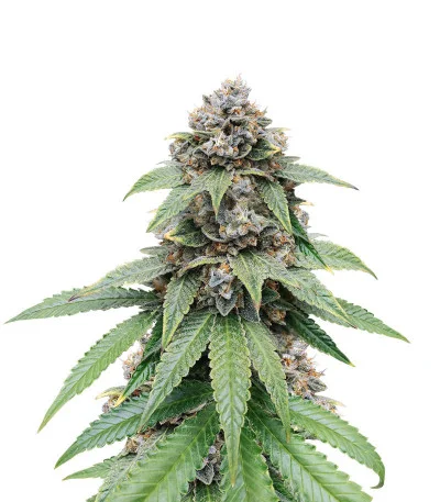 Triple G fem