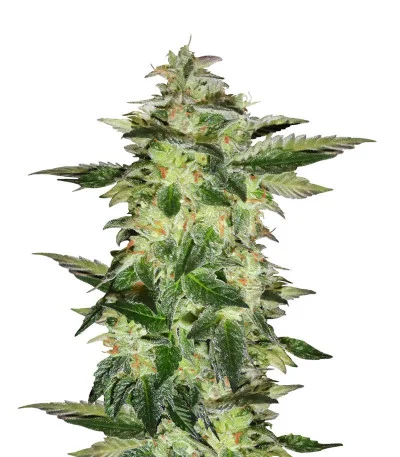 Wedding Gelato fem