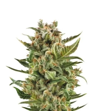 White Widow Automatic fem
