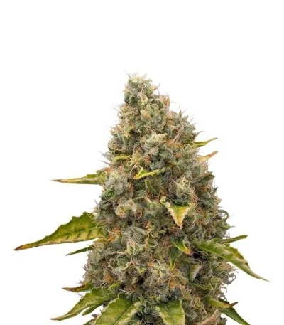 White Widow fem
