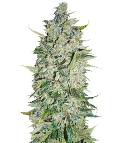 Black Widow fem
