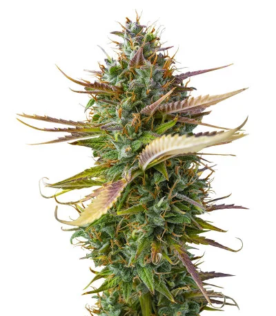 Bubba Cookies Auto fem