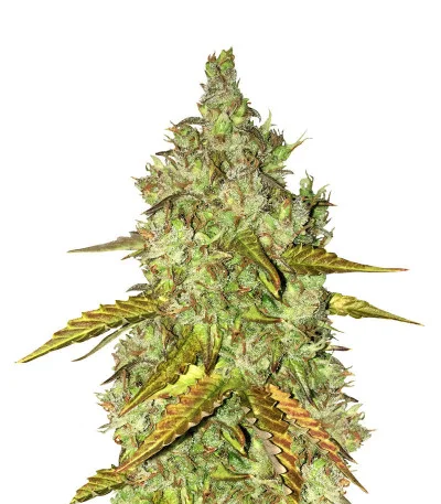 Dos-Vi-Dos Auto fem